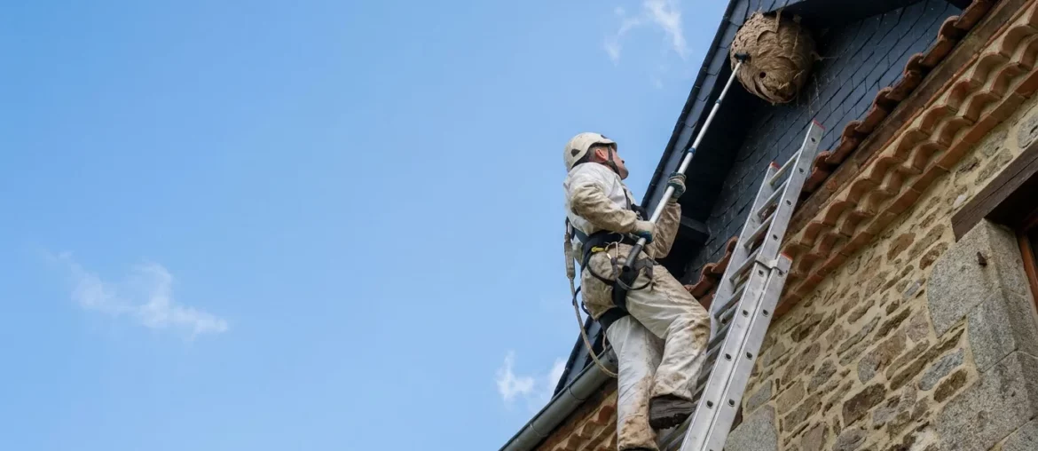 Technicien sur une échelle traitant un nid de frelon en hauteur sous un toit.