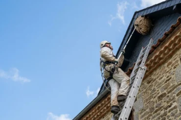 Technicien sur une échelle traitant un nid de frelon en hauteur sous un toit.